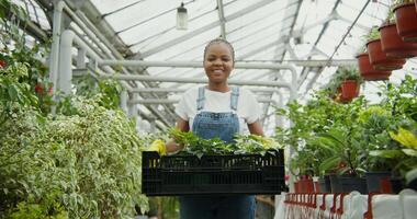 Young african american woman in rubber gloves with a box with flowers in her hands walks between rows of flowers in a greenhouse and smiles, looking at the camera video