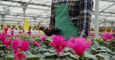 giovane uomo nel un grembiule e con un' tavoletta nel mano passeggiate fra tavoli con fioritura impianti nel pentole in piedi su loro e controlli loro qualità, nel serra per in crescita fiori video