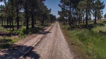 A dirt road in the middle of a forest video