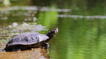 Sunbathing turtle at the shore of a lake warming up in the sunshine as reptiles in natural environment slow walking but fast swimming and deep diving attentive tortoises and exotic pets in garden pond video