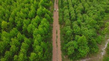 Biologists out in the field examine eucalyptus forests with data records for research. Male and female environmental engineers research with records in the forest to develop. video