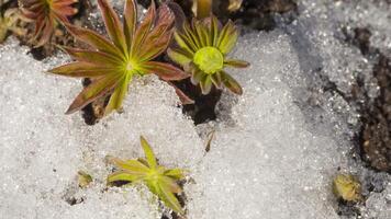 Timelapse shot of melting snow unveiling lupine sprout video