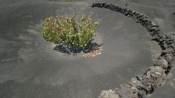 Wine growing in La Geria, Lanzarote video