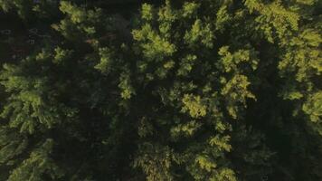 Aerial top view of tree top, camera moves to the hotels district and then to sand beach and water, Mauritius Island video