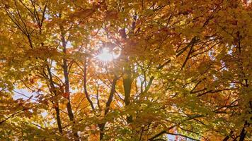 orange and yellow autumn maple trees swaying in the wind at sunny autumnal day video