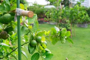 Fresh Lime Fruits on the Trees in Orchard photo