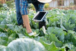 Farmers use the main data network in the internet, agricultural technology, work on crop data analysis by tablet ,technology for plantation data link with internet photo