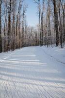 A tranquil snowy road surrounded by tall trees in the heart of a beautiful forest, where the winter chill blankets the ground and covers the branches with a delicate layer of frost photo