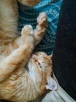A fluffy, soft cat is comfortably laying on its back on a persons lap, thoroughly enjoying the warmth and affection from its owner while relaxing in a cozy and serene environment nearby photo