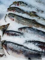 A variety of diverse fish species can be seen resting peacefully on the thick, icy surface, creating an impressive and truly captivating sight in their cold, frigid environment photo