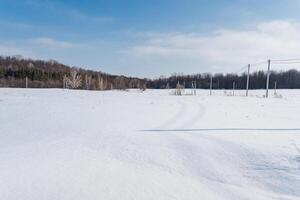Set against a picturesque snowy field, trees stand tall and majestic in the background, captured beautifully on a bright, sunny winter day with clear blue skies stretching above photo