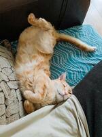 A domestic cat is comfortably laying on its back on a soft couch, enjoying a peaceful nap, its grey fur and long whiskers showcasing its adorable features and relaxed state photo