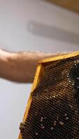 Beekeeper holding a frame with dark full honeycombs. Man cuts off extra wax from frame using a special electric knife. Close up. Vertical video