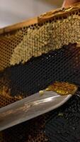 Man cuts of the covers from honey combs using electric knife. Getting ready the frames for honey extraction in the machine. Vertical video