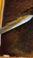 Apiarist cuts extra wax from the frame with dark honeycombs. Man rotates the frame to check if it's ready for honey extraction. Close up. Vertical video