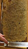 Apiarist holds a frame full of honey and sealed by the bees. Beekeeper cuts the tops on wax cells off to make the process of honey extraction easier. Close up. Vertical video