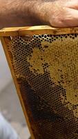 Honey frame with half-sealed cells of healthy product. Close up. Electric knife is used to uncover honeycombs to extract honey. Close up. Vertical video