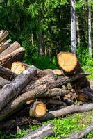 A view of many cut tree trunks stacked on top of each other photo