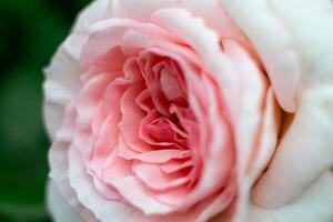 close-up of rose petals on a tea rose flower, macro shot photo