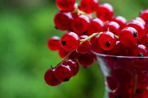 View of the red currant berries in a crystal bowl on a natural background photo