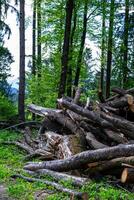 View of many cut tree trunks stacked on top of each other photo