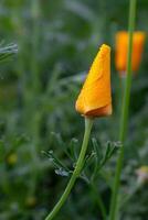 A view of Small drops of dew on a yellow leaf of a wildflower photo