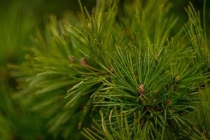 Green needles on pine branches, view of green pine branches photo