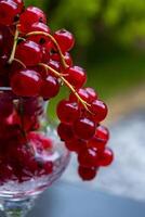 View of a red currant berries in a crystal bowl on a natural background photo