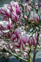 View of pink magnolia buds on tree branches in rays of light in spring. photo