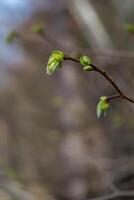 A view of green lilac buds on a branch on a blurred background photo