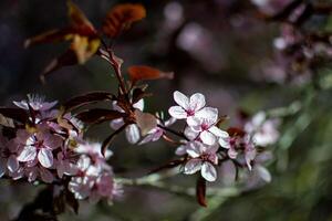Blooming wild cherry plum flowers on a tree branch in spring. photo