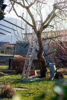 View of a summer cottage in early spring, a stepladder near a fruit tree photo