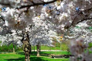 View of the blooming sakura garden. Sakura branches covered with white flowers photo