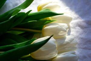 View of the bouquet of white tulips on a white sheet illuminated by the sun photo