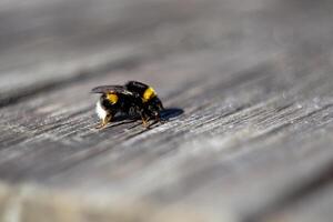 Macro shot of a bumblebee sitting on a wooden board in spring photo