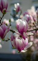 View of pink magnolia buds on a tree branch in rays of light photo