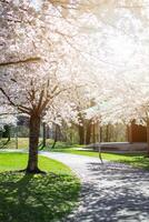 View of blooming white sakura trees in a city park in the sun. photo