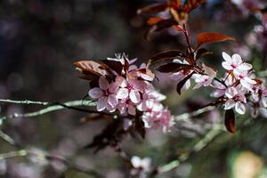 View of blooming wild cherry plum flowers on a tree branch photo