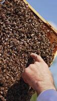 Beekeeper touching bees on frame with bare hands. Honey frame with bees in apiarist's hand. Apiculture process. Close-up. Vertical video