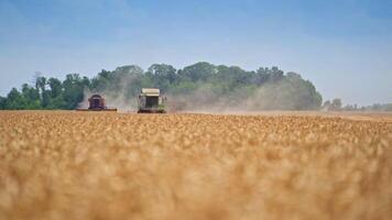 Two modern harvesters moving slowly in the ripe field. Golden field close up in blur. Green trees at the background. video