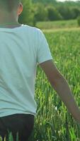 A kid with his back is walking across wheat field and examining the picturesque landscape around himself on vacation in the summer. Slow motion Vertical video