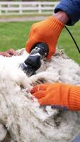 Sheep is shearing by a farmer. Electric clipper is cutting wool from adult sheep on a farm for production of wool fleece. Traditional trimming of sheep. Vertical video