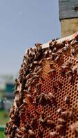 Honeycomb with bees near wooden hive. Honey bees making honey cells with a bee bread in a frame. Busy bees produce organic honey. Vertical video
