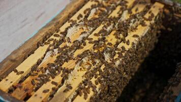 Few honey frames stacked inside the bee house. Brood of bees working inside the bee hive. Close up. video