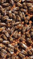 Honey insects crawling writhing on a frame. Bees packing up honey on a honeycomb. Busy bees working. Close-up. Vertical video