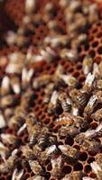 Hand of apiarist showing uterus among bees. Busy bees working on honeycombs. Frame full of bees crawling and fluttering wings. Close-up. Vertical video