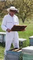 Beekeeper in white safety suit examining bees. Professional apiarist holding frame full with bees in the apiary on green nature background. Vertical video