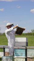 Apiarist examining bees on a farm. Frame is full of bees in beekeeper's hands in sunny day. Bee master in white suit and protective hat near wooden beehives in nature. Vertical video