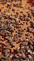 Bees frame with honeycombs. Honey insects working on a honeycomb. Organic beekeeping. Bees making organic honey. Close-up. Vertical video