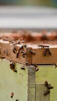 Bees on a wooden hive. Bees flying and crawling on a beehive on blurred background. Bees making natural honey in summer. Close-up. Vertical video